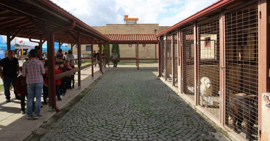 Barınak polemiği: İzmit’ten Büyükşehir’e şeffaflık çağrısı