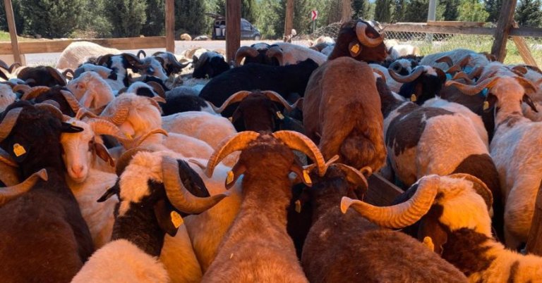 Kurbanlık mesaisi başladı: Büyükbaş 130 bin TL'den başlıyor